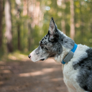 Lokalizator dla psa i kota notiOne GPS pet PLUS