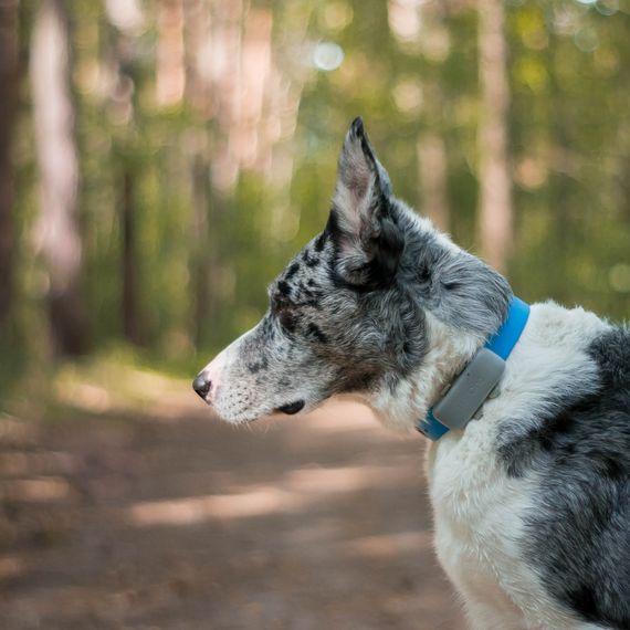 Lokalizator dla psa i kota notiOne GPS pet PLUS