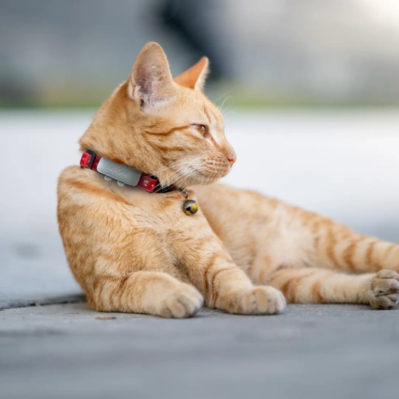 Lokalizator dla psa i kota notiOne GPS pet PLUS